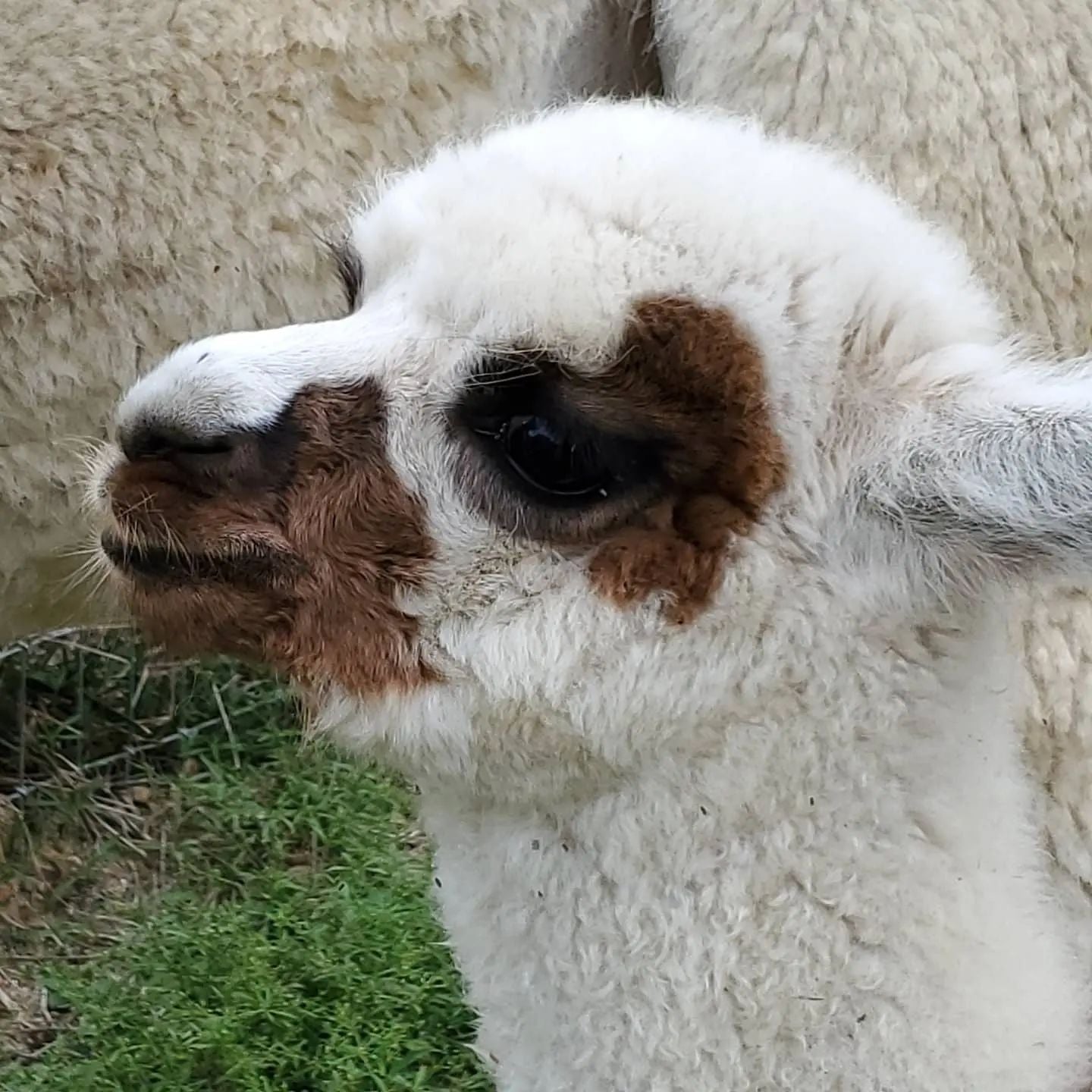 Alpaca  Priority Farm LLC